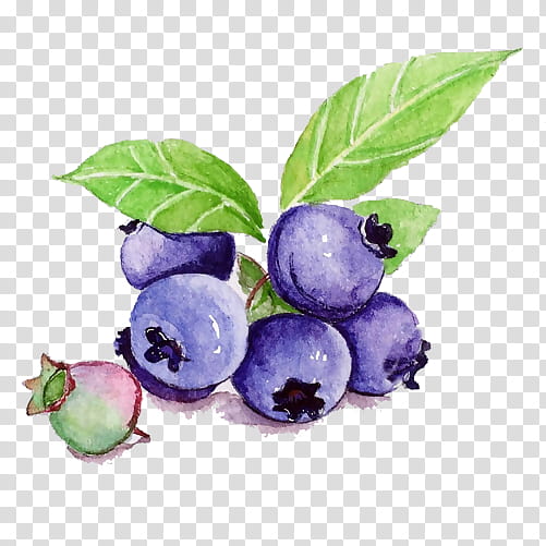 Blueberry vector sketch berry fruit icon Stock Vector by ©Seamartini  188428172