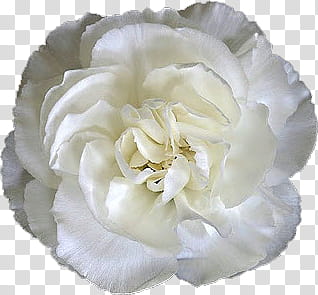 Carnation , white petaled flower transparent background PNG clipart
