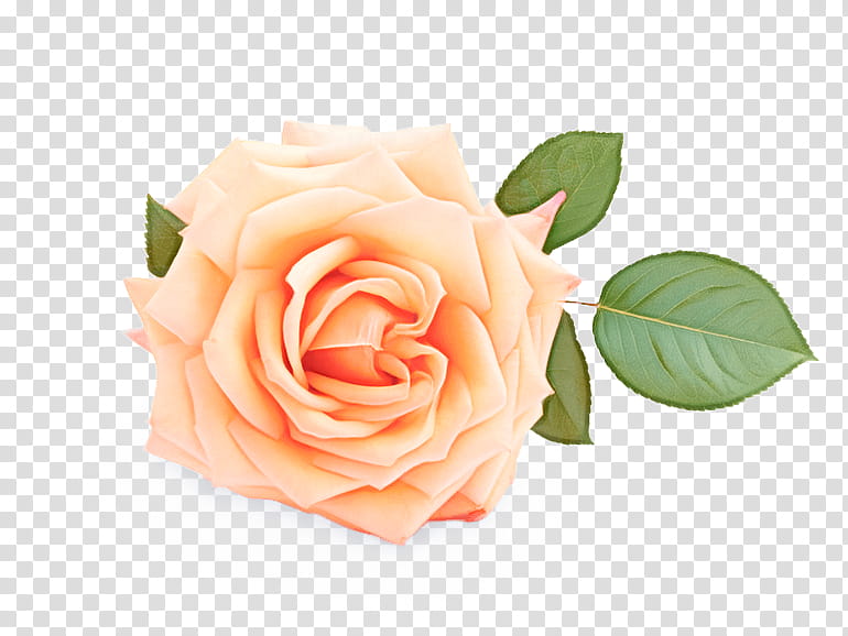 Pink Flowers, Garden Roses, Cabbage Rose, Cut Flowers, Flower Bouquet, Hybrid Tea Rose, Petal, Ramblerrose transparent background PNG clipart