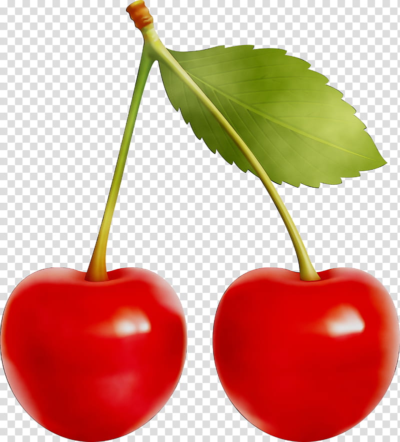 Family Tree, Cherry Pie, Cherries, Sour Cherry, Cherry Cake, Fruit, Berries, Montmorency Cherry transparent background PNG clipart