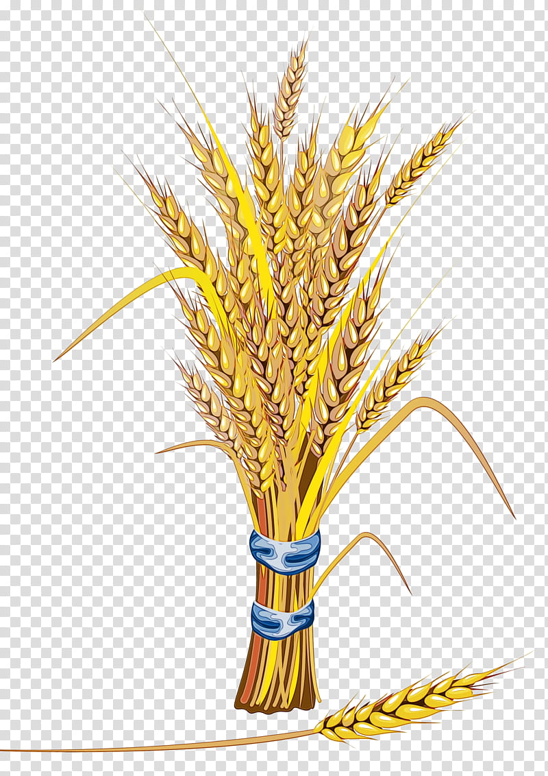 Watercolor Plant, Paint, Wet Ink, Emmer, Cereal Germ, Grain, Grasses, Wheat transparent background PNG clipart