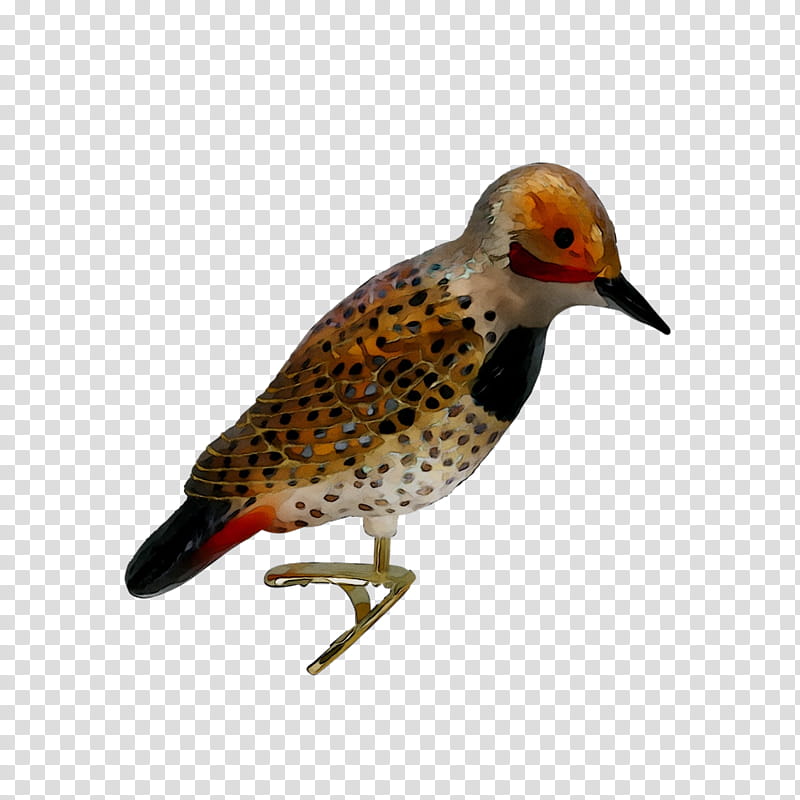 Bird, Beak, Finches, Piciformes, Woodpecker, Northern Flicker, Shorebird, Wildlife transparent background PNG clipart