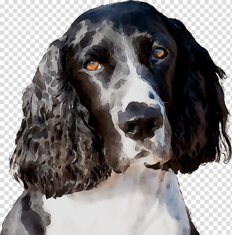 Cartoon Dog, Field Spaniel, English Springer Spaniel, Welsh Springer Spaniel, English Cocker Spaniel, Russian Spaniel, English Setter, Companion Dog transparent background PNG clipart