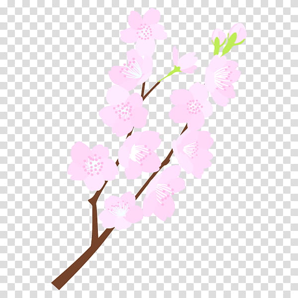 Floral Spring Flowers, Floral Design, Cherry Blossom, Cut Flowers, Plant Stem, Stau150 Minvuncnr Ad, Cherries, Twig transparent background PNG clipart