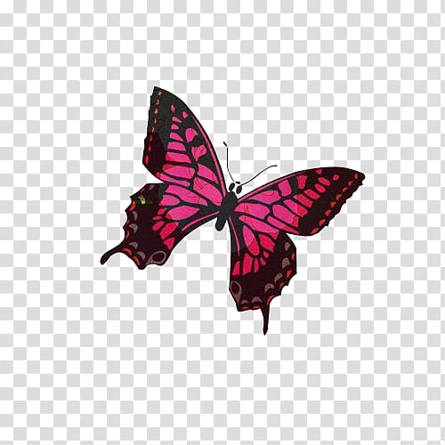 Shoujo, purple and black butterfly illustration transparent background PNG clipart