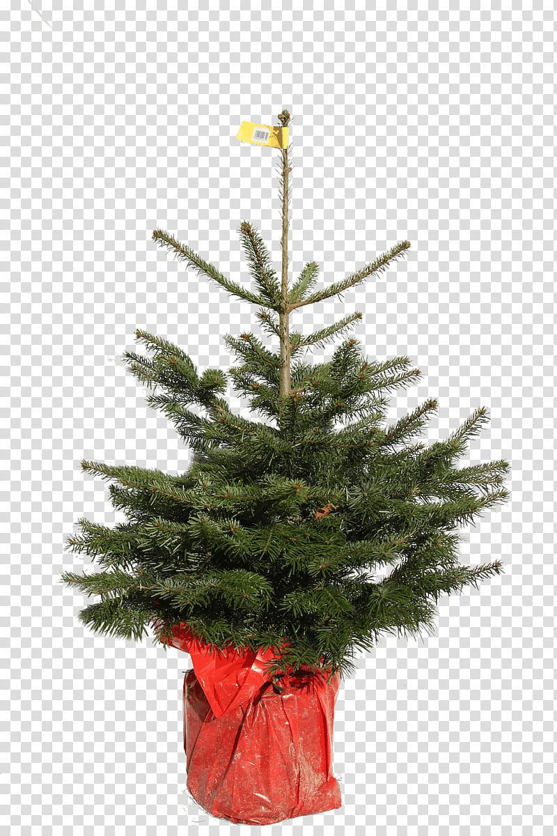 Christmas Decoration Drawing, Christmas Tree, Christmas Day, Nordmann Fir, Noble Fir, Christmas Ornament, Nursery, Spruce transparent background PNG clipart