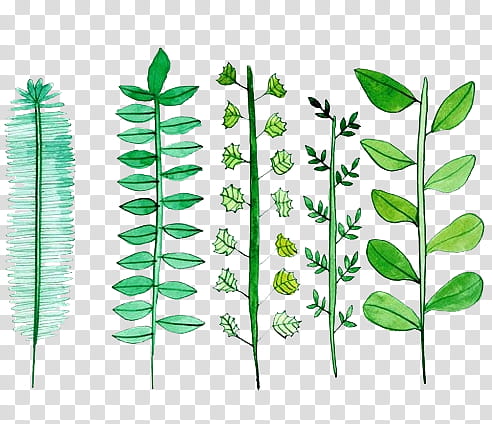 Green aesthetic, five assorted-shape plant leaves illsutration transparent background PNG clipart