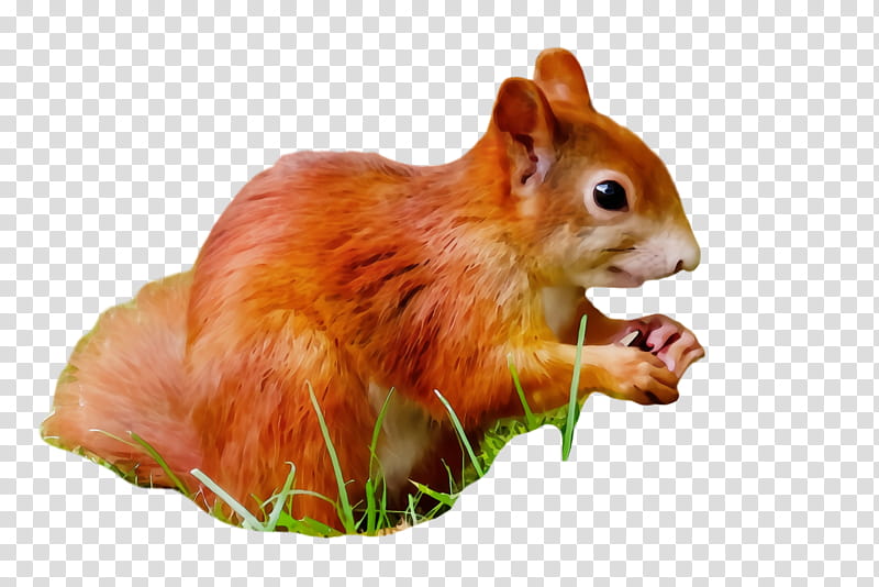 squirrel eurasian red squirrel chipmunk eastern chipmunk snout, Watercolor, Paint, Wet Ink, Grass, Fox Squirrel, Fawn transparent background PNG clipart