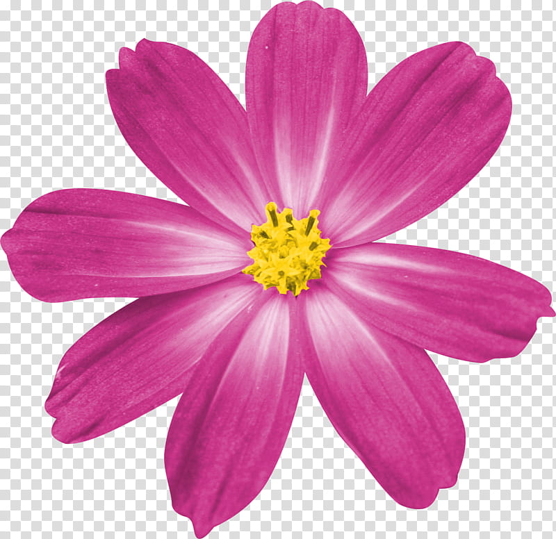 Smile Scrap Kit Freebie, pink petaled flower transparent background PNG clipart