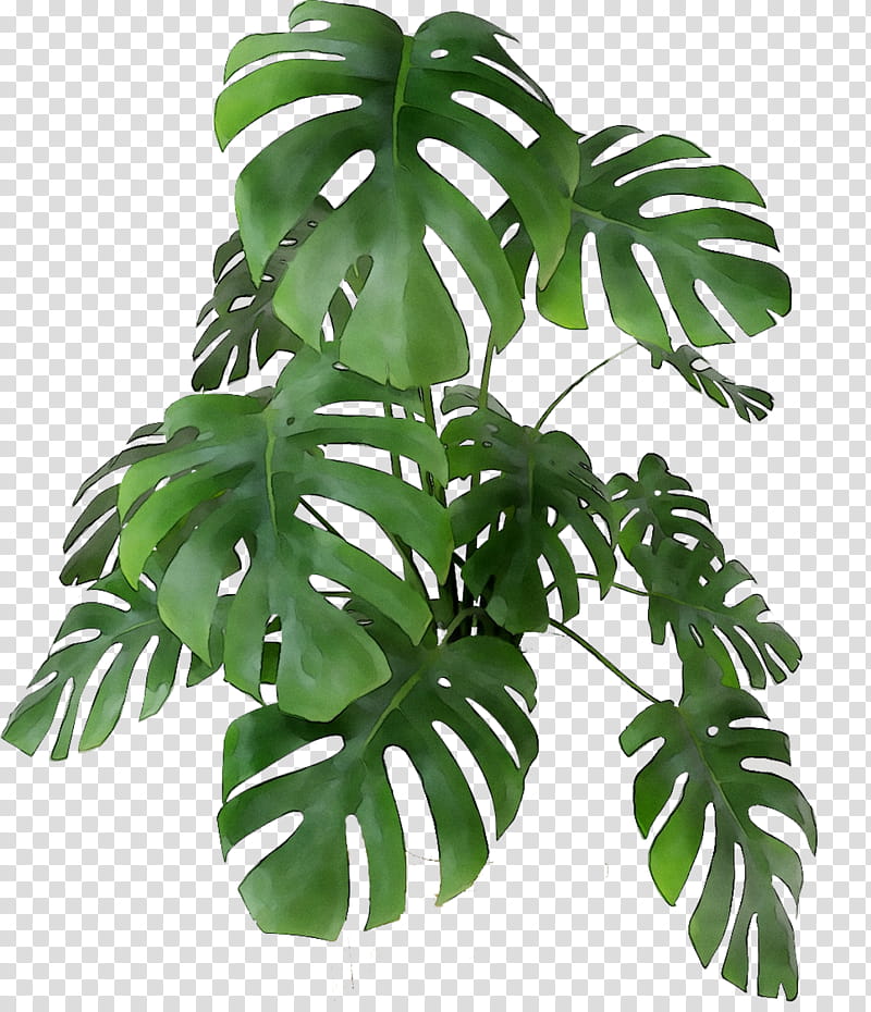 Family Tree, Swiss Cheese Plant, Flowerpot, Houseplant, Leaf, Plant Stem, Plants, Monstera Deliciosa transparent background PNG clipart