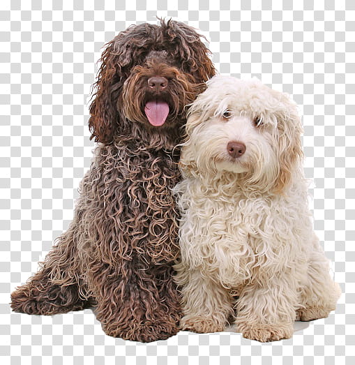 Dogs, Cockapoo, Puppy, Cocker Spaniel, American Cocker Spaniel, English Cocker Spaniel, Poodle, Goldendoodle transparent background PNG clipart