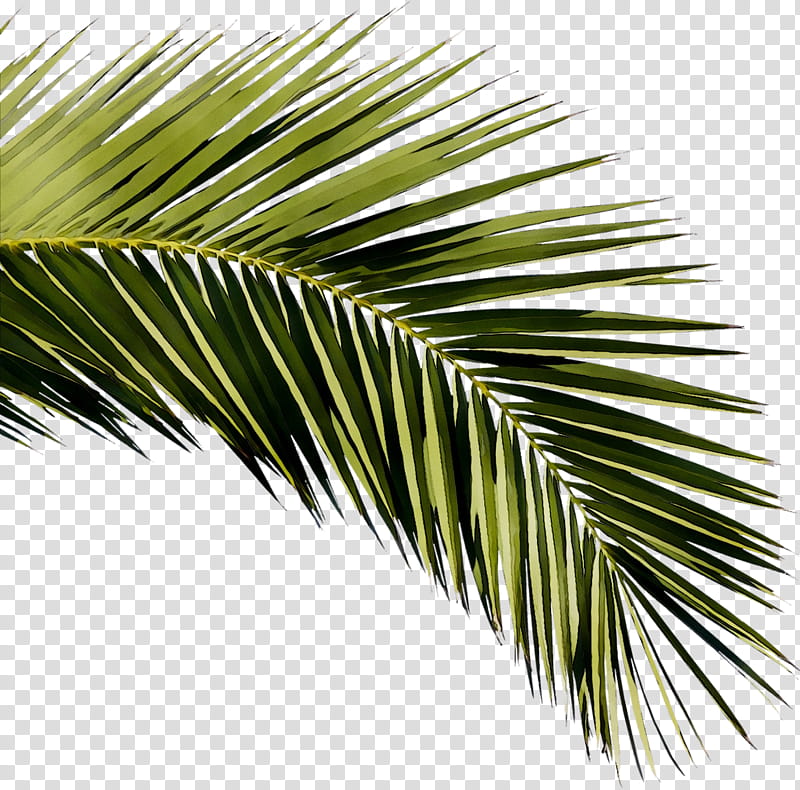 Palm Tree, Siesta Key, Sarasota, Asian Palmyra Palm, 2018, Past, Geology, Calendar transparent background PNG clipart