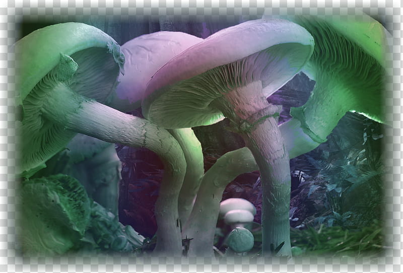 Mushroom Faded Border  transparent background PNG clipart