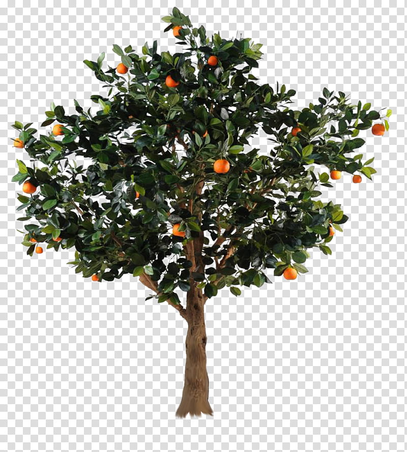 Tree  Clear Cut, orange fruit tree transparent background PNG clipart