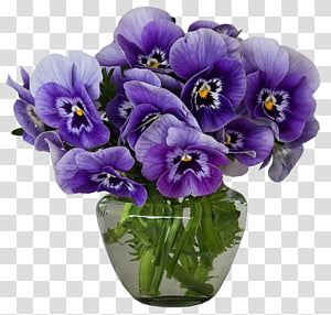 Violets transparent background PNG clipart thumbnail