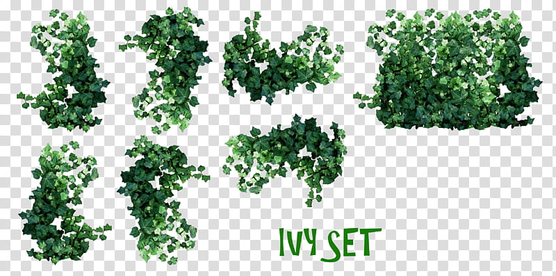REAL IVY PLANTS, green ivy plants collage transparent background PNG clipart
