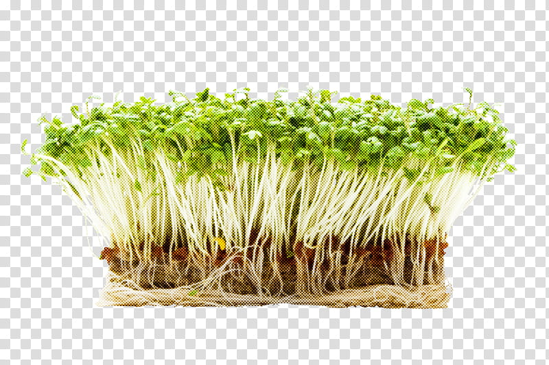 alfalfa sprouts grass plant garden cress sprouting, Grass Family, Bean Sprouts, Broccoli Sprouts, Crop, Sprouted Wheat transparent background PNG clipart