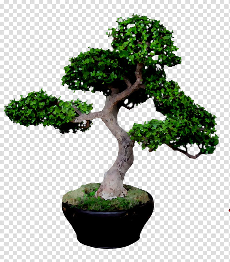 Tree Trunk, Chinese Sweet Plum, Plant, Houseplant, Flowerpot, Bonsai, Green, Sageretia Theezans transparent background PNG clipart