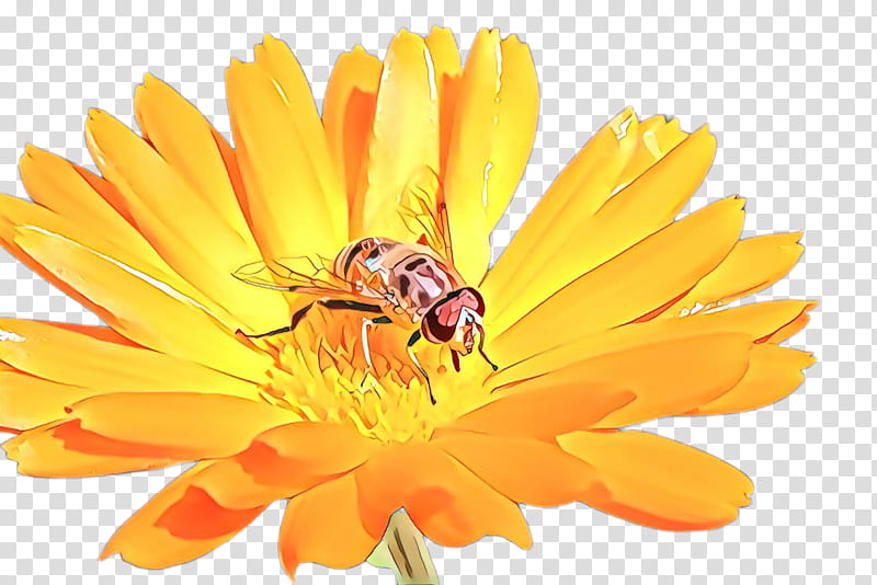 Marigold Flower, Cartoon, Honey Bee, Hornet, Insect, Uterus, , Apocrita transparent background PNG clipart