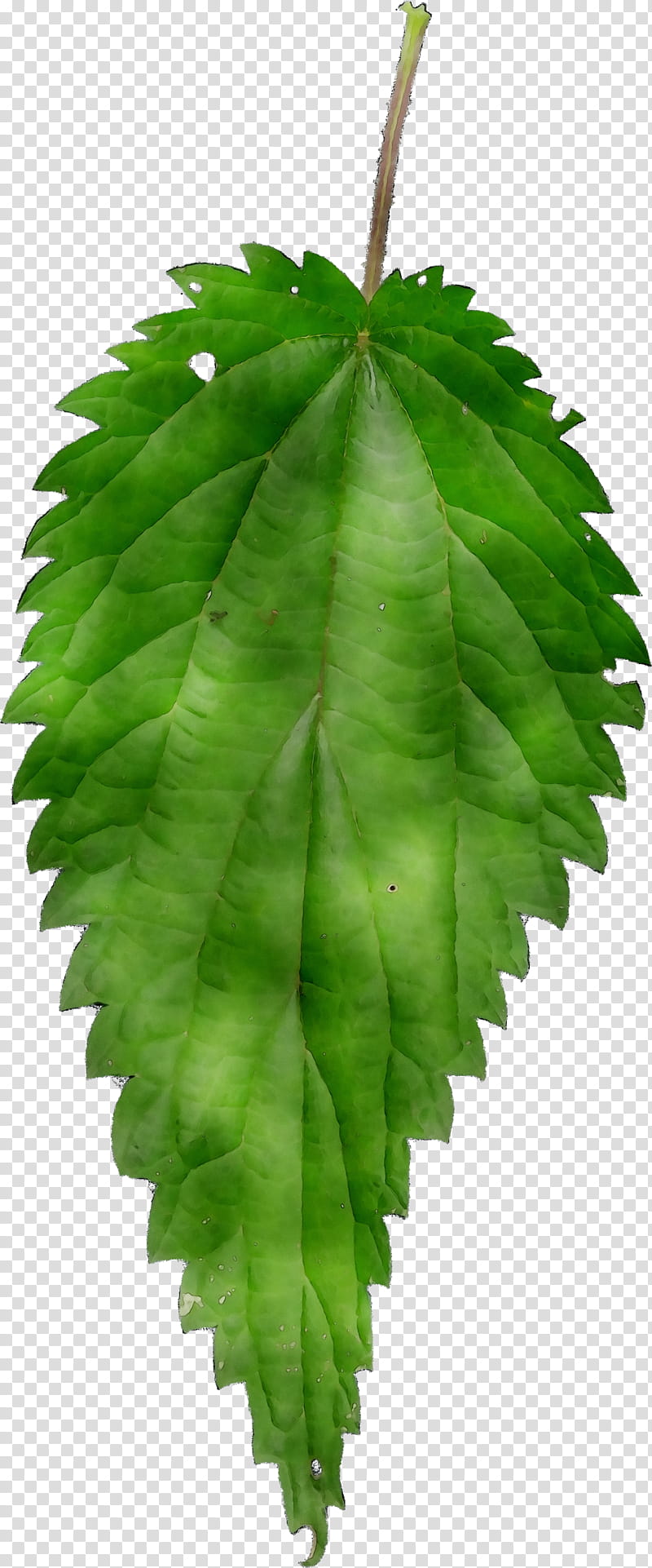 Hemp Leaf, Hole Saw, Drill Bit, Tree, Crown, Plants, Plant Stem, Millimeter transparent background PNG clipart