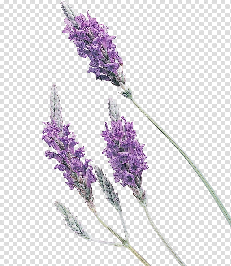 Purple Watercolor Flower, Paint, Wet Ink, Soap, Lavender, Glycerin Soap, Facial, Facial Mask transparent background PNG clipart