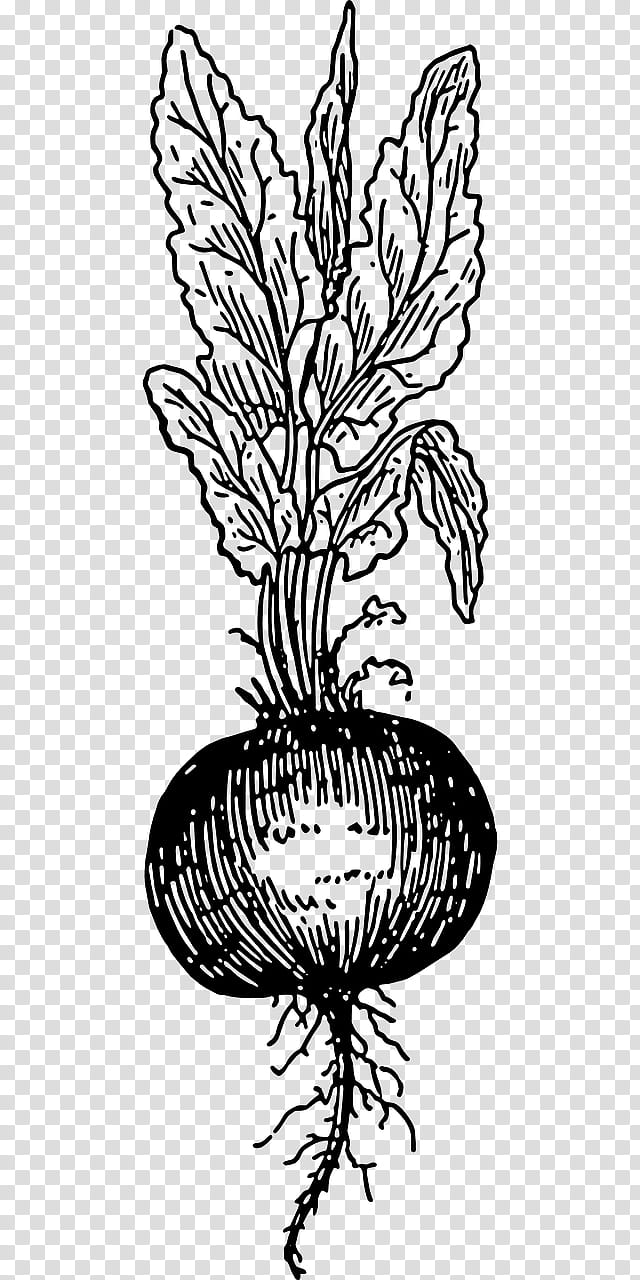 Flower Line Art, Beetroots, Drawing, Vegetable, Chard, Borscht, Turnip, Food transparent background PNG clipart