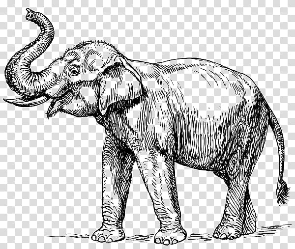 Elephant, Line Art, Drawing, Silhouette, Indian Elephant, White Elephant, Wildlife, Animal Figure transparent background PNG clipart