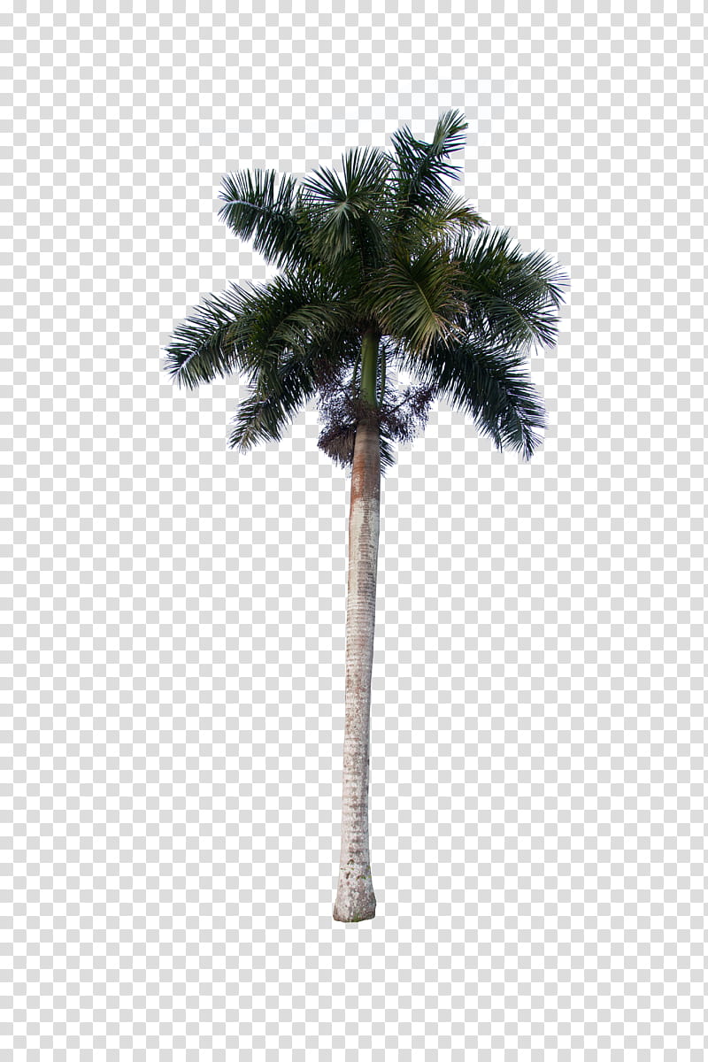 Palm Oil Tree, Asian Palmyra Palm, Coconut, Palm Trees, Date Palm, Oil Palms, Plants, Plant Stem transparent background PNG clipart