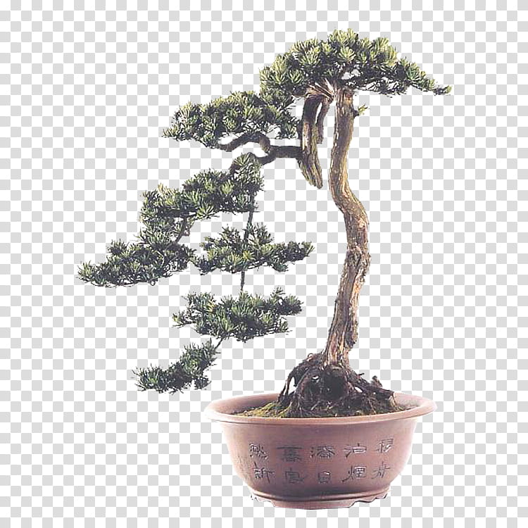 Family Tree, Bonsai, Chinese Sweet Plum, Flowerpot, Penjing, Crock, Pine, Plants transparent background PNG clipart