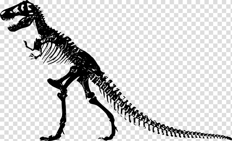 Velociraptor, Tyrannosaurus, Dinosaur, Skeleton, Bone, Apatosaurus, Human Skeleton, Stegosaurus transparent background PNG clipart