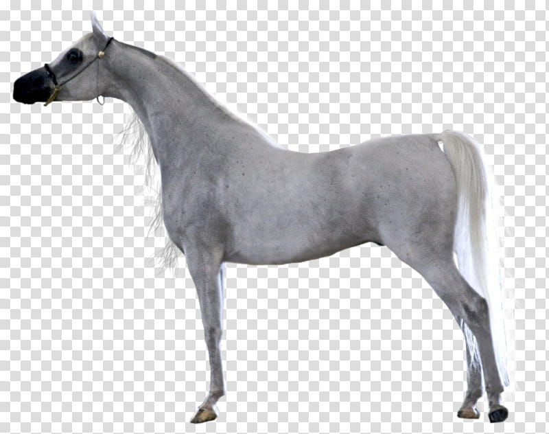 Precut Grey Arabian Gelding, white horse transparent background PNG clipart