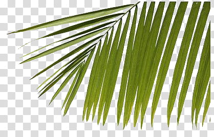 Watch, green majesty palm leaves transparent background PNG clipart