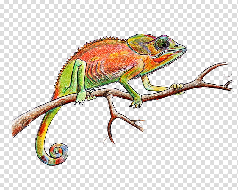 Animal, Chameleons, Iguanas, Reptile, Lizard, Iguania, Scaled Reptile transparent background PNG clipart