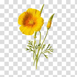 yellow petaled flower transparent background PNG clipart