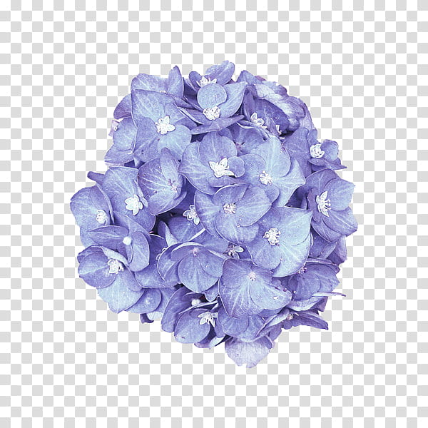 flower power s, purple mophead hydrangea flowers art transparent background PNG clipart