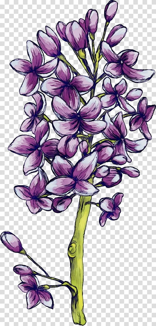 flower plant lilac purple violet, Drawing Flower, Watercolor Flower, Floral Drawing, Paint, Wet Ink, Petal, Dendrobium transparent background PNG clipart