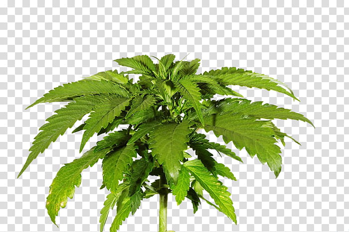 Cannabis Leaf, Skunk, Cannabis Sativa, Cannabis Cup, Hemp, Joint, Vaporizer, Medical Cannabis transparent background PNG clipart