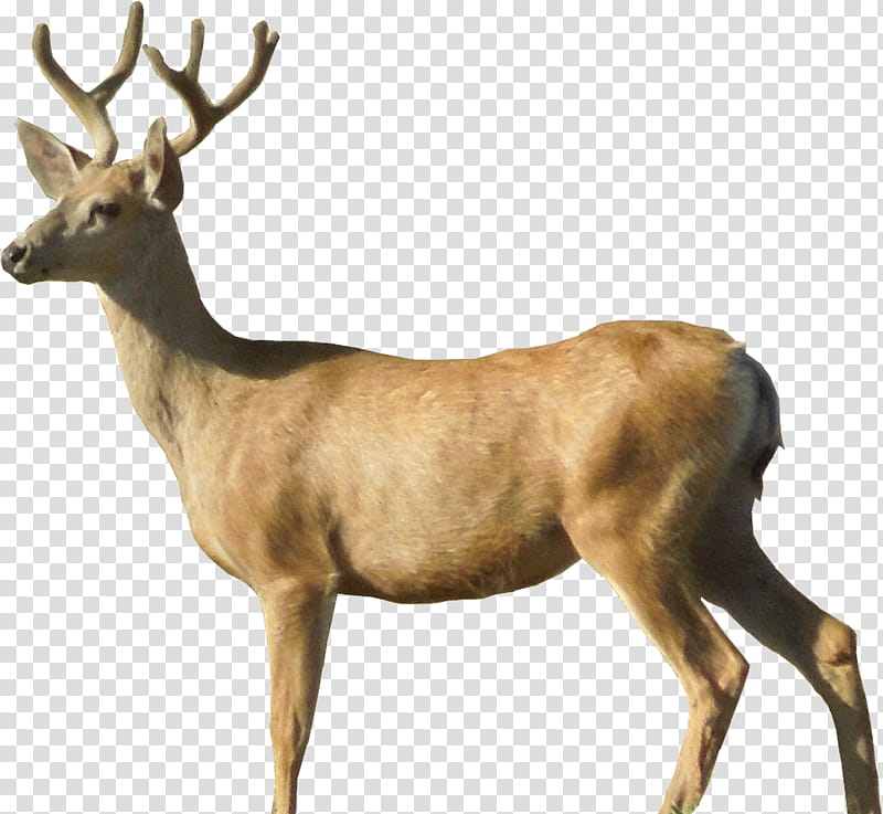 Deer, brown stag transparent background PNG clipart
