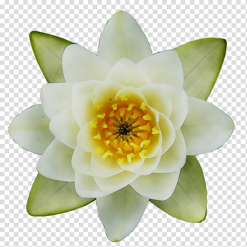 White Lily Flower, Aquatic Plants, Proteales, Petal, Yellow, Water Lily, Sacred Lotus, Lotus Family transparent background PNG clipart