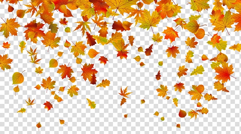 Autumn swatches, orange and yellow maple leaves transparent background PNG clipart