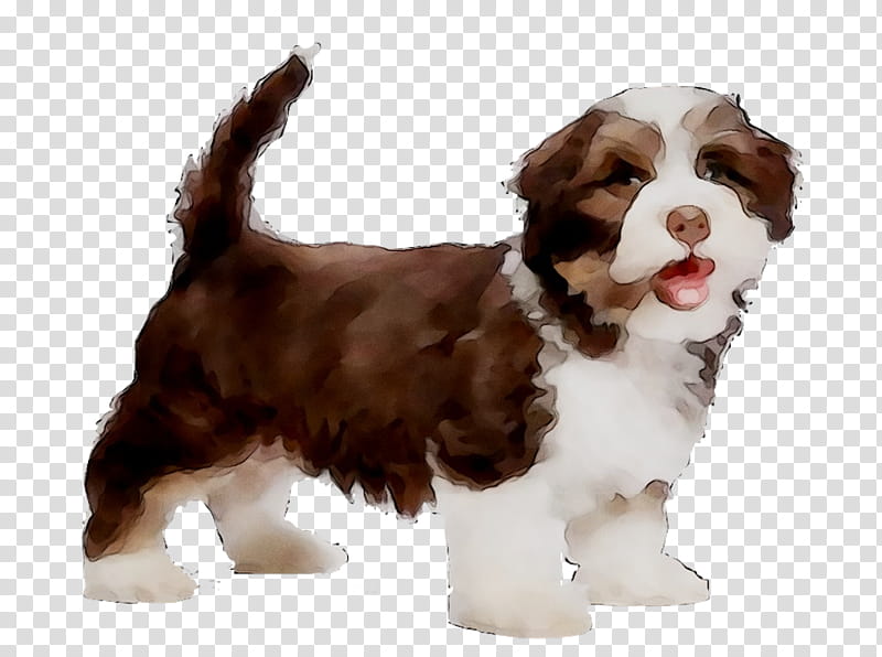 Dog And Cat, Havanese Dog, Puppy, Housetraining, Pet, Pet Travel, Pet Pushchairs Strollers, Dog Training transparent background PNG clipart