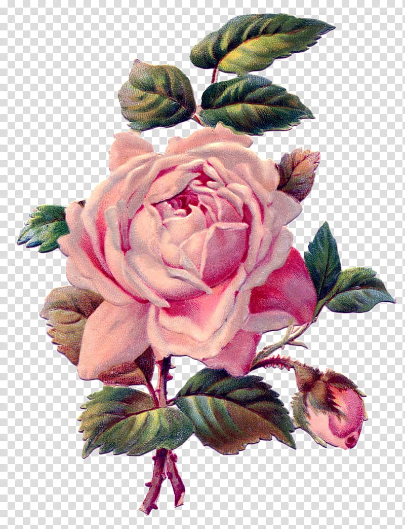 rosas de la gaga transparent background PNG clipart