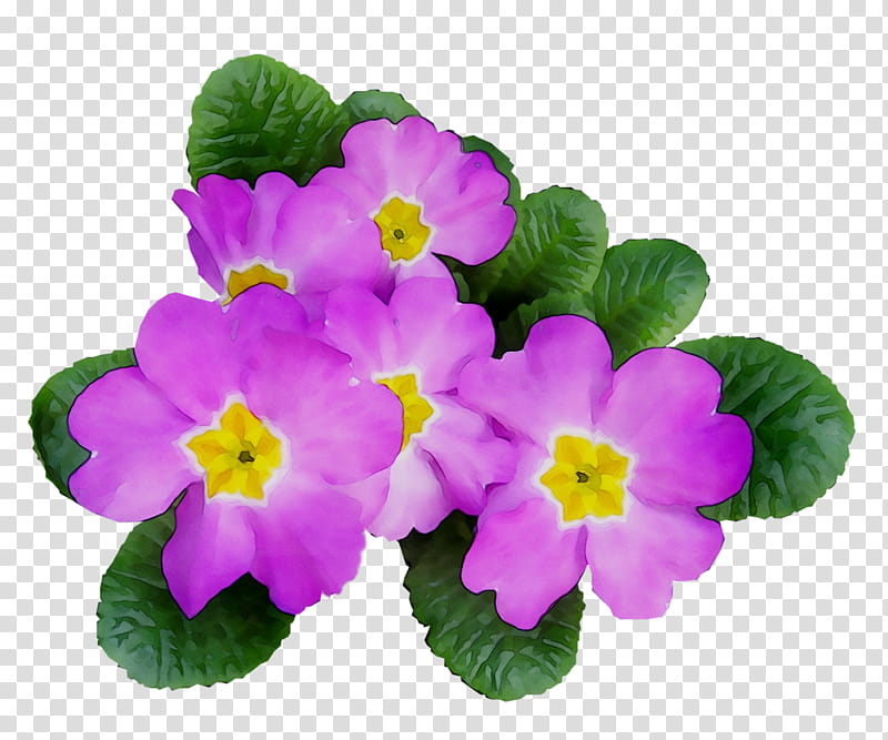 Artificial Flower, Primrose, Annual Plant, Plants, Violet, Petal, Purple, Primula transparent background PNG clipart