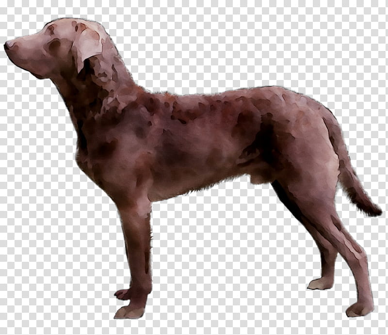 Golden Retriever, Chesapeake Bay Retriever, Limp, Boxer, Puppy, Hunting Dog, Pet, Breed transparent background PNG clipart