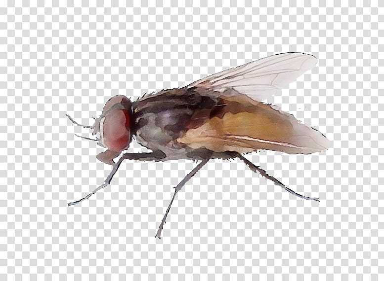 insect stable fly house fly drosophila melanogaster pest, Watercolor, Paint, Wet Ink, Tachinidae, Blowflies transparent background PNG clipart