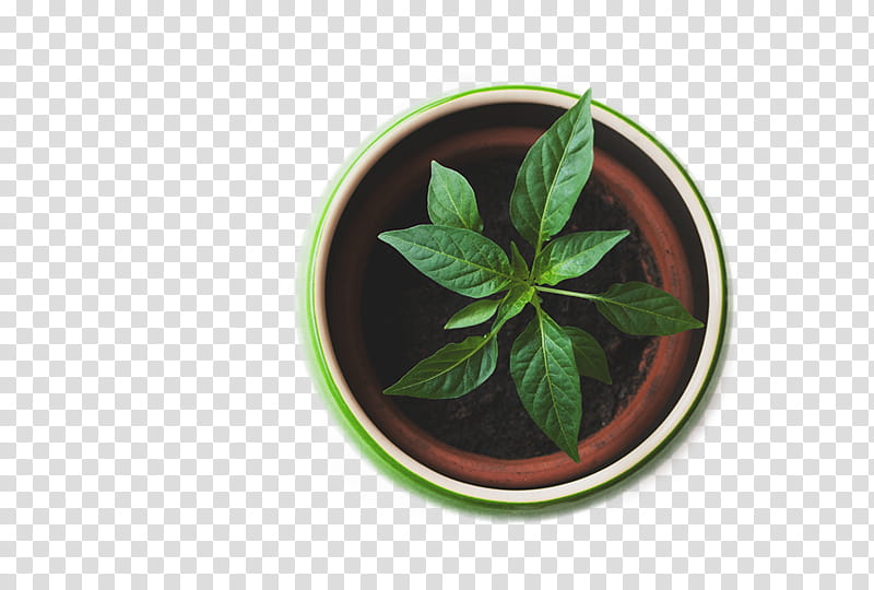 , green-leafed plant on pot transparent background PNG clipart