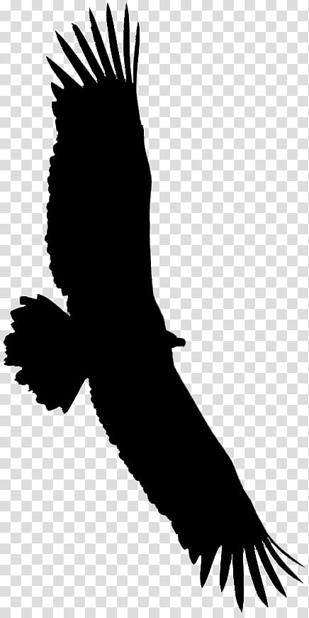 Bird Silhouette, Bald Eagle, Vulture, Beak, Feather, Wing, Kite, Bird Of Prey transparent background PNG clipart