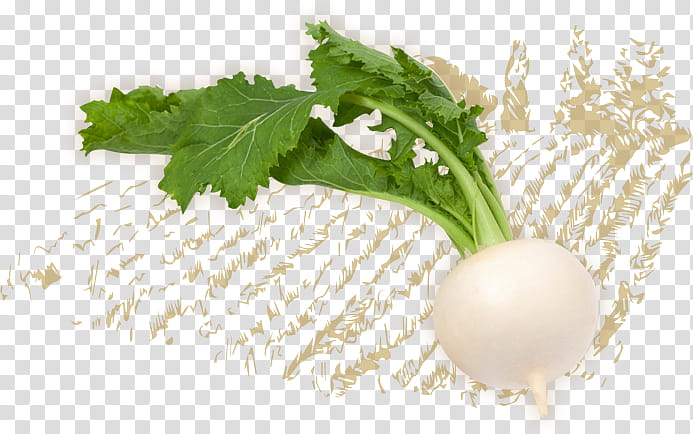 Vegetable, Turnip, Greens, Food, Asazuke, Nutrient, Superfood, Natural Foods transparent background PNG clipart