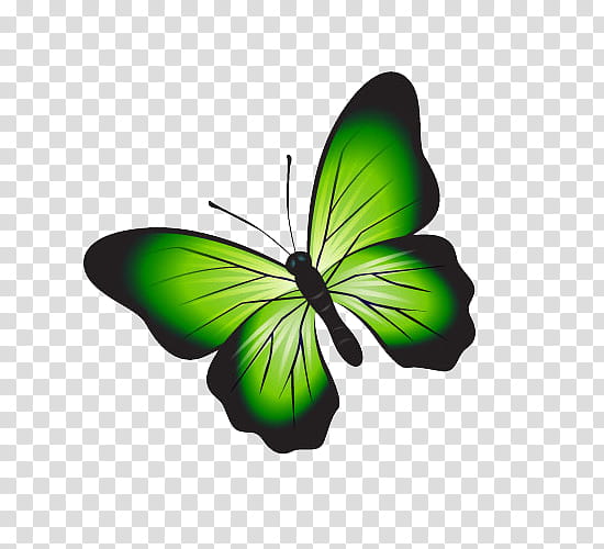 MARIPOSAS ,  icon transparent background PNG clipart