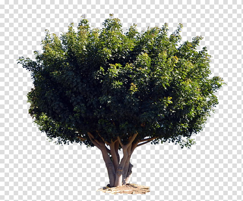 Tree DSC , green tree transparent background PNG clipart